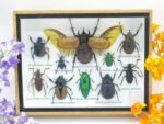 Echte tropische Insekten - Einzelstück - im 3D M-Schaukasten - Wandbild 1-A-M-35