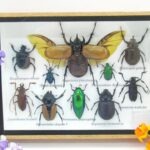 Echte tropische Insekten - Einzelstück - im 3D M-Schaukasten - Wandbild 1-A-M-35