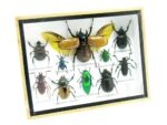 Echte tropische Insekten - Einzelstück - im 3D M-Schaukasten - Wandbild 1-A-M-35 – Bild 2