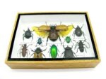 Echte tropische Insekten - Einzelstück - im 3D M-Schaukasten - Wandbild 1-A-M-35 – Bild 5