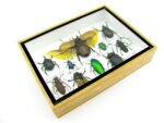 Echte tropische Insekten - Einzelstück - im 3D M-Schaukasten - Wandbild 1-A-M-35 – Bild 7