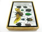 Echte tropische Insekten - Einzelstück - im 3D M-Schaukasten - Wandbild 1-A-M-35 – Bild 8