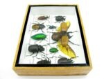 Echte tropische Insekten - Einzelstück - im 3D M-Schaukasten - Wandbild 1-A-M-35 – Bild 9