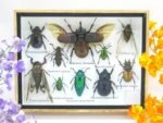 Echte tropische Insekten - Einzelstück - im 3D M-Schaukasten - Wandbild 1-A-M-36