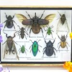 Echte tropische Insekten - Einzelstück - im 3D M-Schaukasten - Wandbild 1-A-M-36