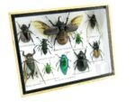 Echte tropische Insekten - Einzelstück - im 3D M-Schaukasten - Wandbild 1-A-M-36 – Bild 2