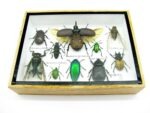 Echte tropische Insekten - Einzelstück - im 3D M-Schaukasten - Wandbild 1-A-M-36 – Bild 5