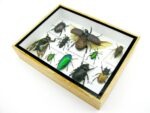 Echte tropische Insekten - Einzelstück - im 3D M-Schaukasten - Wandbild 1-A-M-36 – Bild 6