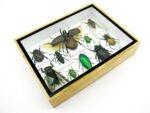 Echte tropische Insekten - Einzelstück - im 3D M-Schaukasten - Wandbild 1-A-M-36 – Bild 7