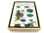Echte tropische Insekten - Einzelstück - im 3D M-Schaukasten - Wandbild 1-A-M-36 – Bild 8