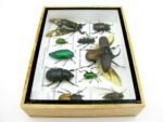 Echte tropische Insekten - Einzelstück - im 3D M-Schaukasten - Wandbild 1-A-M-36 – Bild 9
