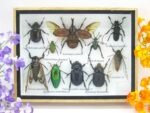 Echte tropische Insekten - Einzelstück - im 3D M-Schaukasten - Wandbild 2-A-M-37
