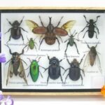 Echte tropische Insekten - Einzelstück - im 3D M-Schaukasten - Wandbild 2-A-M-37