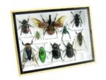 Echte tropische Insekten - Einzelstück - im 3D M-Schaukasten - Wandbild 2-A-M-37 – Bild 2