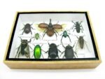 Echte tropische Insekten - Einzelstück - im 3D M-Schaukasten - Wandbild 2-A-M-37 – Bild 5