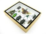 Echte tropische Insekten - Einzelstück - im 3D M-Schaukasten - Wandbild 2-A-M-37 – Bild 6