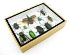 Echte tropische Insekten - Einzelstück - im 3D M-Schaukasten - Wandbild 2-A-M-37 – Bild 7