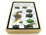 Echte tropische Insekten - Einzelstück - im 3D M-Schaukasten - Wandbild 2-A-M-37 – Bild 8