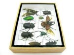 Echte tropische Insekten - Einzelstück - im 3D M-Schaukasten - Wandbild 2-A-M-37 – Bild 9