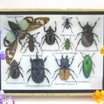 Echte tropische Insekten - Einzelstück - im 3D M-Schaukasten - Wandbild 2-A-M-38