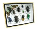 Echte tropische Insekten - Einzelstück - im 3D M-Schaukasten - Wandbild 2-A-M-38 – Bild 2