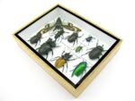 Echte tropische Insekten - Einzelstück - im 3D M-Schaukasten - Wandbild 2-A-M-38 – Bild 6