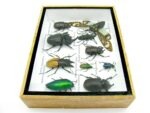 Echte tropische Insekten - Einzelstück - im 3D M-Schaukasten - Wandbild 2-A-M-38 – Bild 9