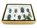 Echte tropische Insekten - Einzelstück - im 3D M-Schaukasten - Wandbild 2-A-M-38 – Bild 10