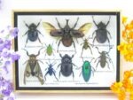Echte tropische Insekten - Einzelstück - im 3D M-Schaukasten - Wandbild 3-A-M-39