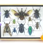 Echte tropische Insekten - Einzelstück - im 3D M-Schaukasten - Wandbild 3-A-M-39