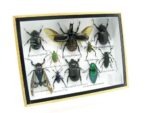 Echte tropische Insekten - Einzelstück - im 3D M-Schaukasten - Wandbild 3-A-M-39 – Bild 2