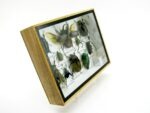 Echte tropische Insekten - Einzelstück - im 3D M-Schaukasten - Wandbild 3-A-M-39 – Bild 3