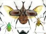 Echte tropische Insekten - Einzelstück - im 3D M-Schaukasten - Wandbild 3-A-M-39 – Bild 4