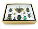 Echte tropische Insekten - Einzelstück - im 3D M-Schaukasten - Wandbild 3-A-M-39 – Bild 5