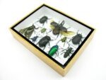 Echte tropische Insekten - Einzelstück - im 3D M-Schaukasten - Wandbild 3-A-M-39 – Bild 6