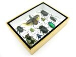 Echte tropische Insekten - Einzelstück - im 3D M-Schaukasten - Wandbild 3-A-M-39 – Bild 7