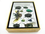 Echte tropische Insekten - Einzelstück - im 3D M-Schaukasten - Wandbild 3-A-M-39 – Bild 8