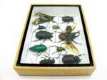 Echte tropische Insekten - Einzelstück - im 3D M-Schaukasten - Wandbild 3-A-M-39 – Bild 9