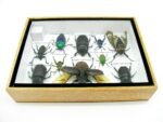 Echte tropische Insekten - Einzelstück - im 3D M-Schaukasten - Wandbild 3-A-M-39 – Bild 10