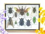 Echte tropische Insekten - Einzelstück - im 3D M-Schaukasten - Wandbild 3-A-M-40