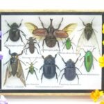 Echte tropische Insekten - Einzelstück - im 3D M-Schaukasten - Wandbild 3-A-M-40