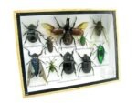 Echte tropische Insekten - Einzelstück - im 3D M-Schaukasten - Wandbild 3-A-M-40 – Bild 2