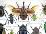 Echte tropische Insekten - Einzelstück - im 3D M-Schaukasten - Wandbild 3-A-M-40 – Bild 4