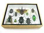 Echte tropische Insekten - Einzelstück - im 3D M-Schaukasten - Wandbild 3-A-M-40 – Bild 5