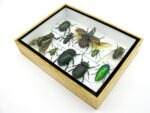 Echte tropische Insekten - Einzelstück - im 3D M-Schaukasten - Wandbild 3-A-M-40 – Bild 6