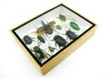 Echte tropische Insekten - Einzelstück - im 3D M-Schaukasten - Wandbild 3-A-M-40 – Bild 7