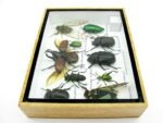 Echte tropische Insekten - Einzelstück - im 3D M-Schaukasten - Wandbild 3-A-M-40 – Bild 8