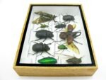 Echte tropische Insekten - Einzelstück - im 3D M-Schaukasten - Wandbild 3-A-M-40 – Bild 9
