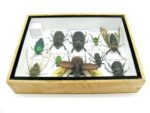 Echte tropische Insekten - Einzelstück - im 3D M-Schaukasten - Wandbild 3-A-M-40 – Bild 10