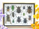 Echte tropische Insekten - Einzelstück - im 3D M-Schaukasten - Wandbild 4-A-M-41